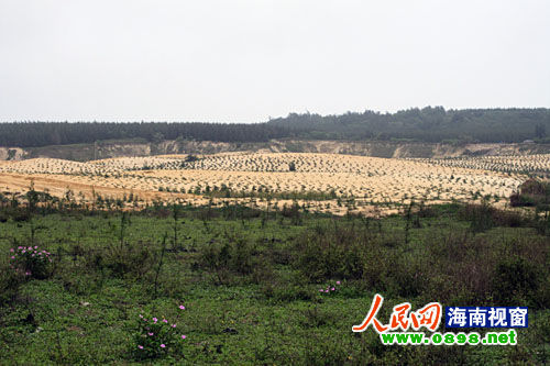 文昌開采鈦礦已經有多年，目前中國每年鈦材年需求量在二點五至三萬噸，而國內年鈦產量只有一千五百至兩千噸，市場缺口巨大。在國內市場上，一噸鈦金屬粉的價格是六十萬元人民幣，國際市場更高達每噸八十萬美元。正是因為鈦礦的極大利潤，才讓很多人對挖采鈦礦趨之若鶩。