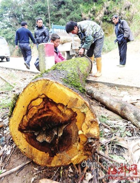 被砍的樹木被村民追回。