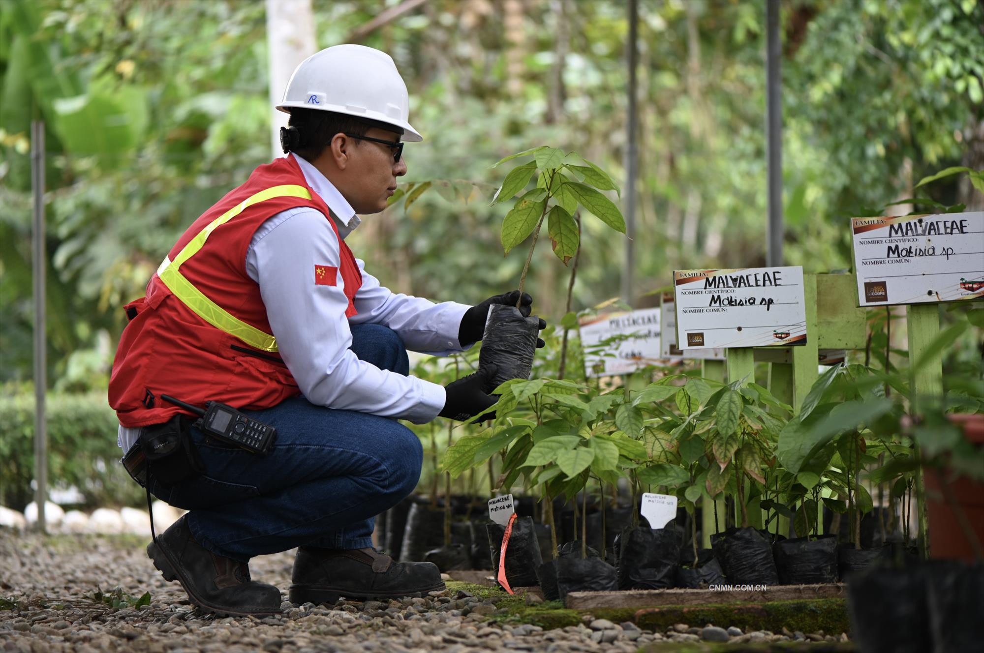 米拉多銅礦員工將稀有的植物移種到植物園。