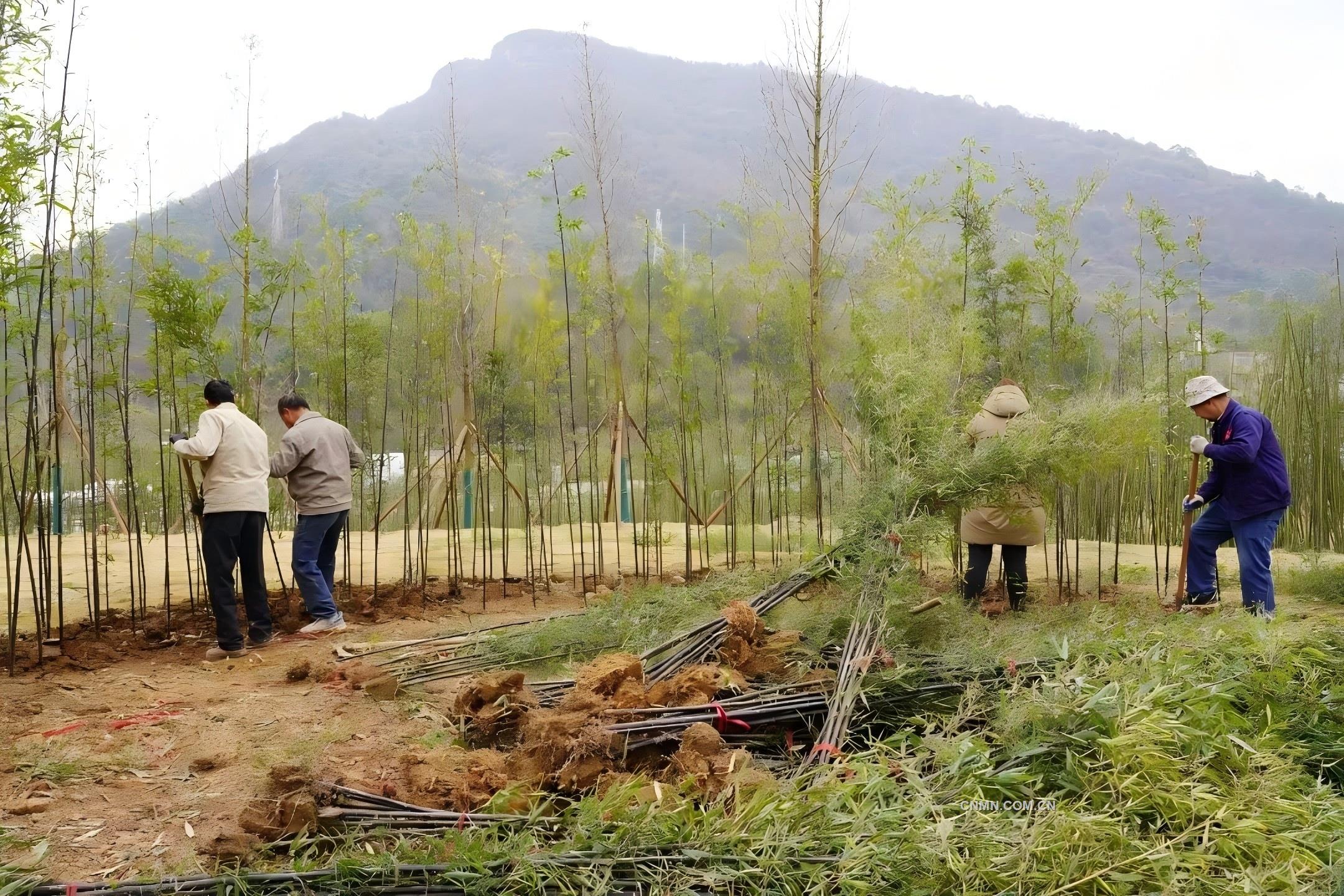 讓廢棄礦山重?zé)ㄉ鷻C——江西省地質(zhì)局第三大隊探索生態(tài)與文化共生的創(chuàng)新實踐